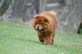 CHOW CHOW 703